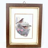 Set of three ornithological frames