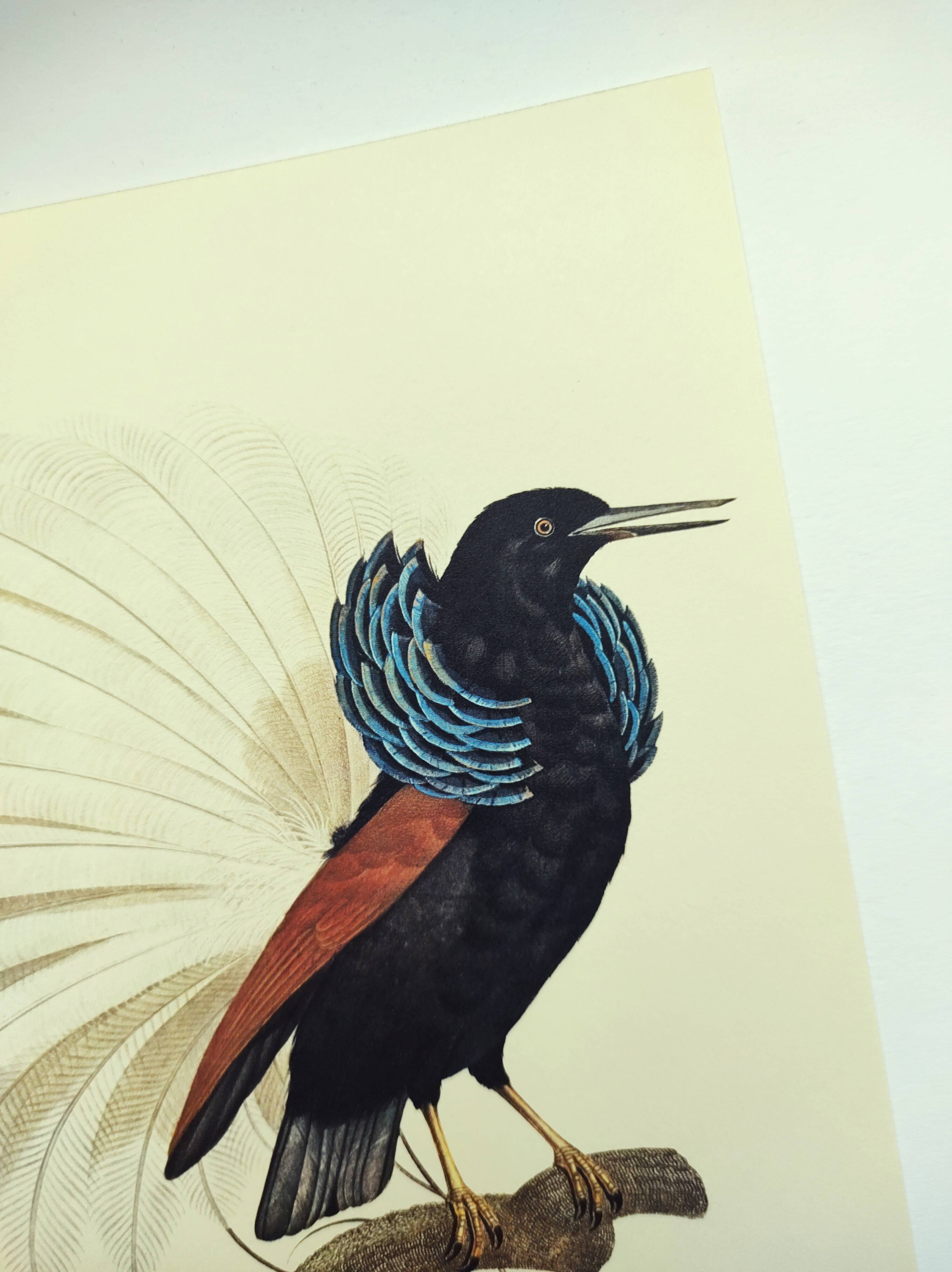 Antique plate - 12-line manuscript - Zoological illustration of birds