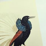 Antique plate - 12-line manuscript - Zoological illustration of birds