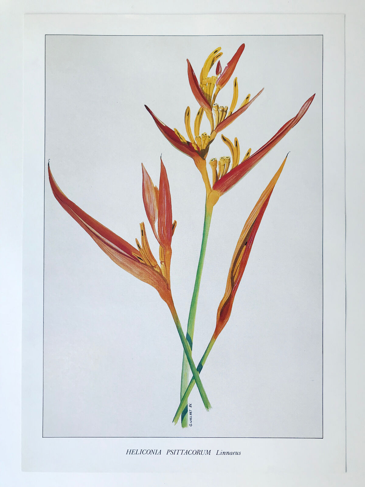 Botanical plate Heliconia Psittacorum