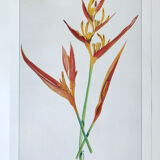Botanical plate Heliconia Psittacorum