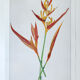Botanical plate Heliconia Psittacorum