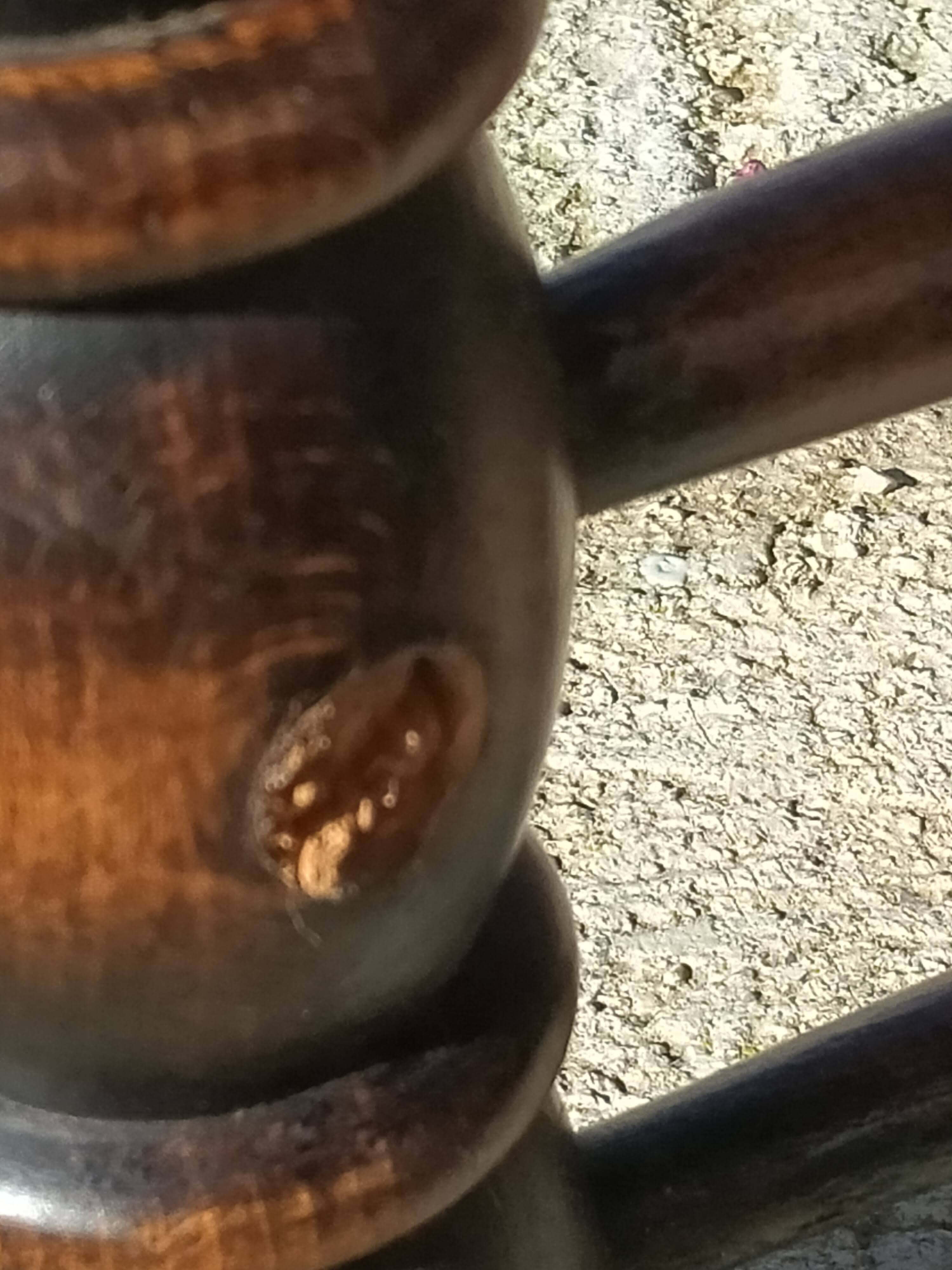4 chaises dudouyt