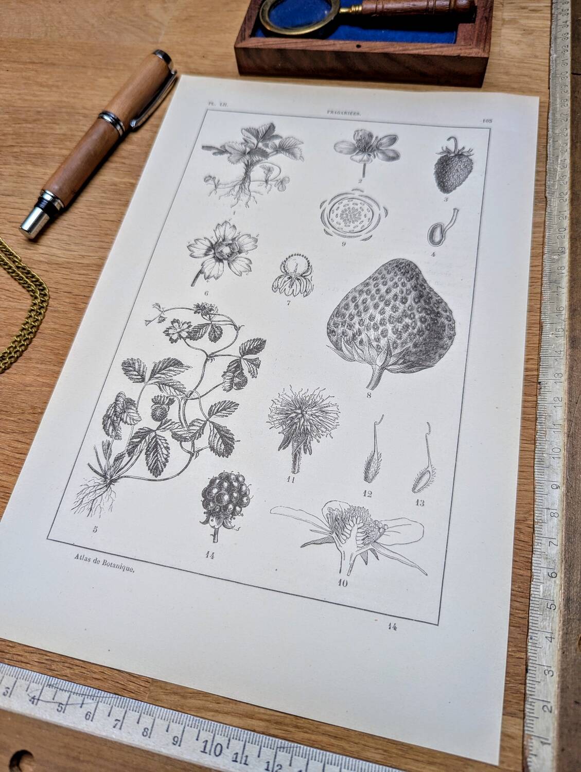 Vintage botanical plate printed in 1889, Fragariaceae.