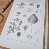 Planche botanique vintage imprimée en 1889, les Fragariées.
