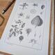 Vintage botanical plate printed in 1889, Fragariaceae.