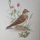 Lark bird board