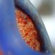 MULLER FRERES LUNEVILLE - TULIP GLASS speckled orange-blue - square base