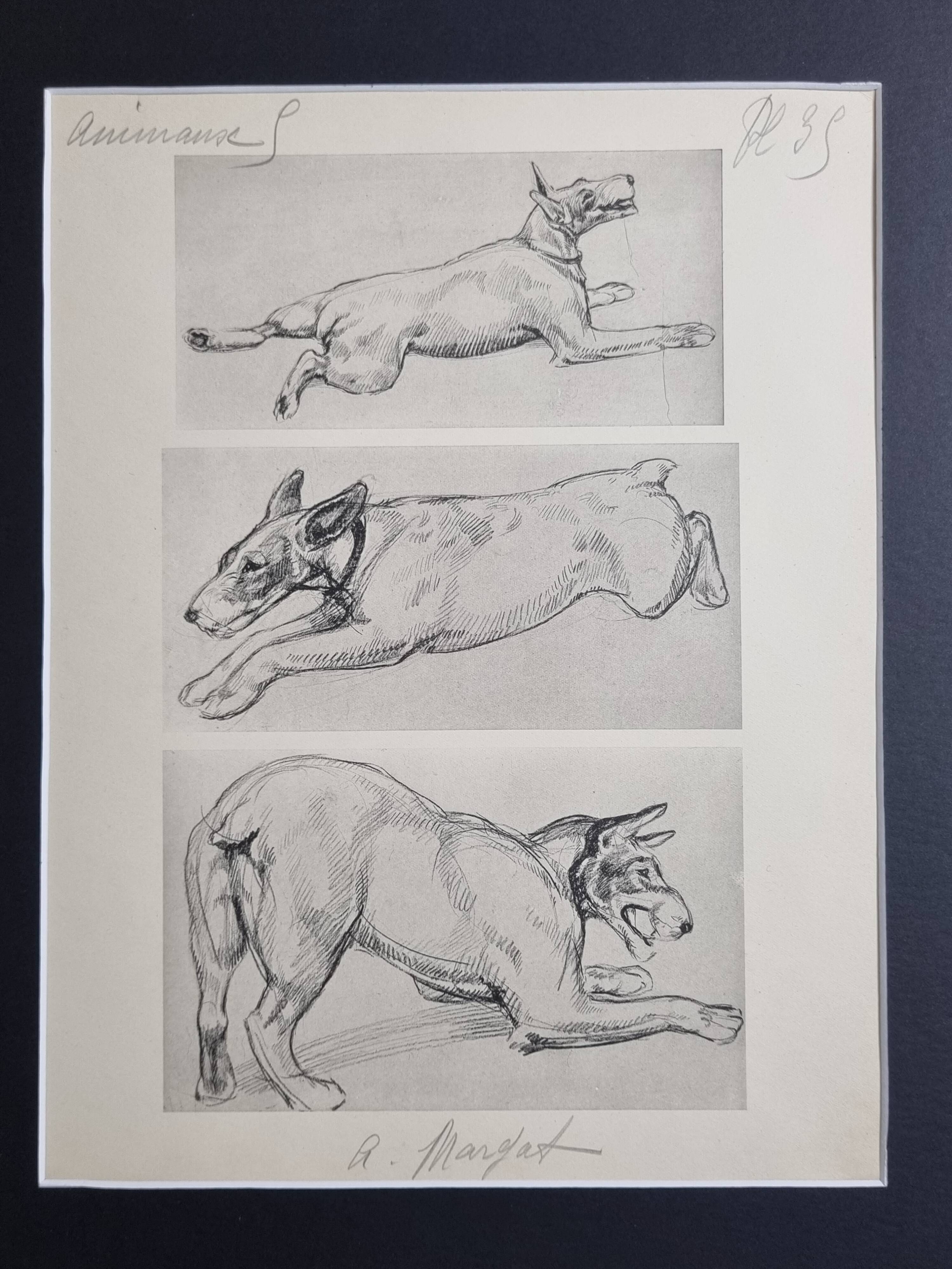 Illustrated plate, Studies of Terrier dogs, signed André Margat, 1930