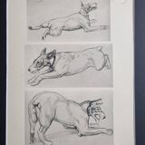 Illustrated plate, Studies of Terrier dogs, signed André Margat, 1930