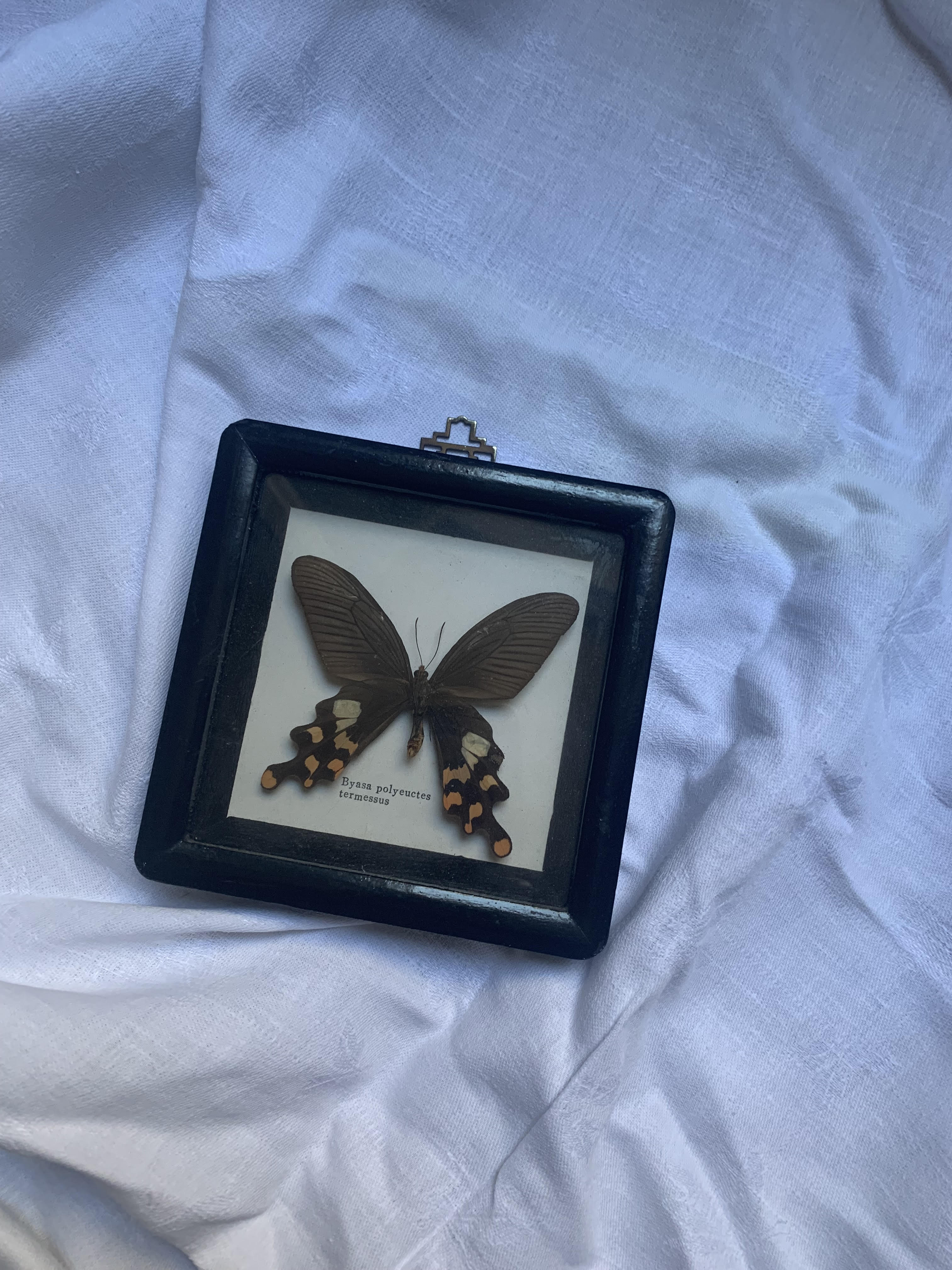 Butterfly under vintage glass