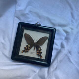 Butterfly under vintage glass