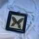 Butterfly under vintage glass