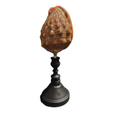 Cabinet of Curiosities shell cypraecassis rufa on base