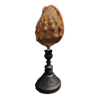 Cabinet of Curiosities shell cypraecassis rufa on base