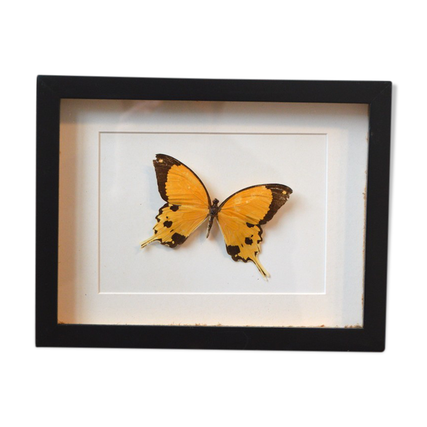 Naturalized butterfly from Africa 1997