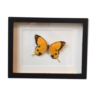 Naturalized butterfly from Africa 1997