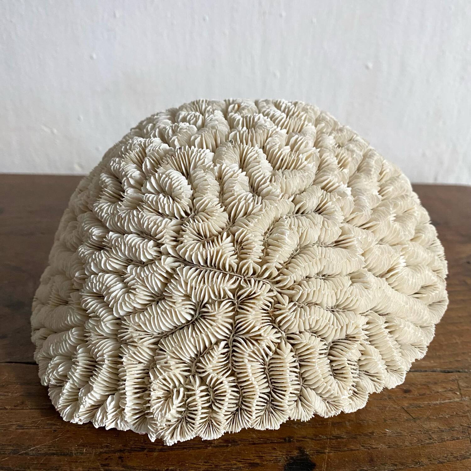 Maze coral or brain coral