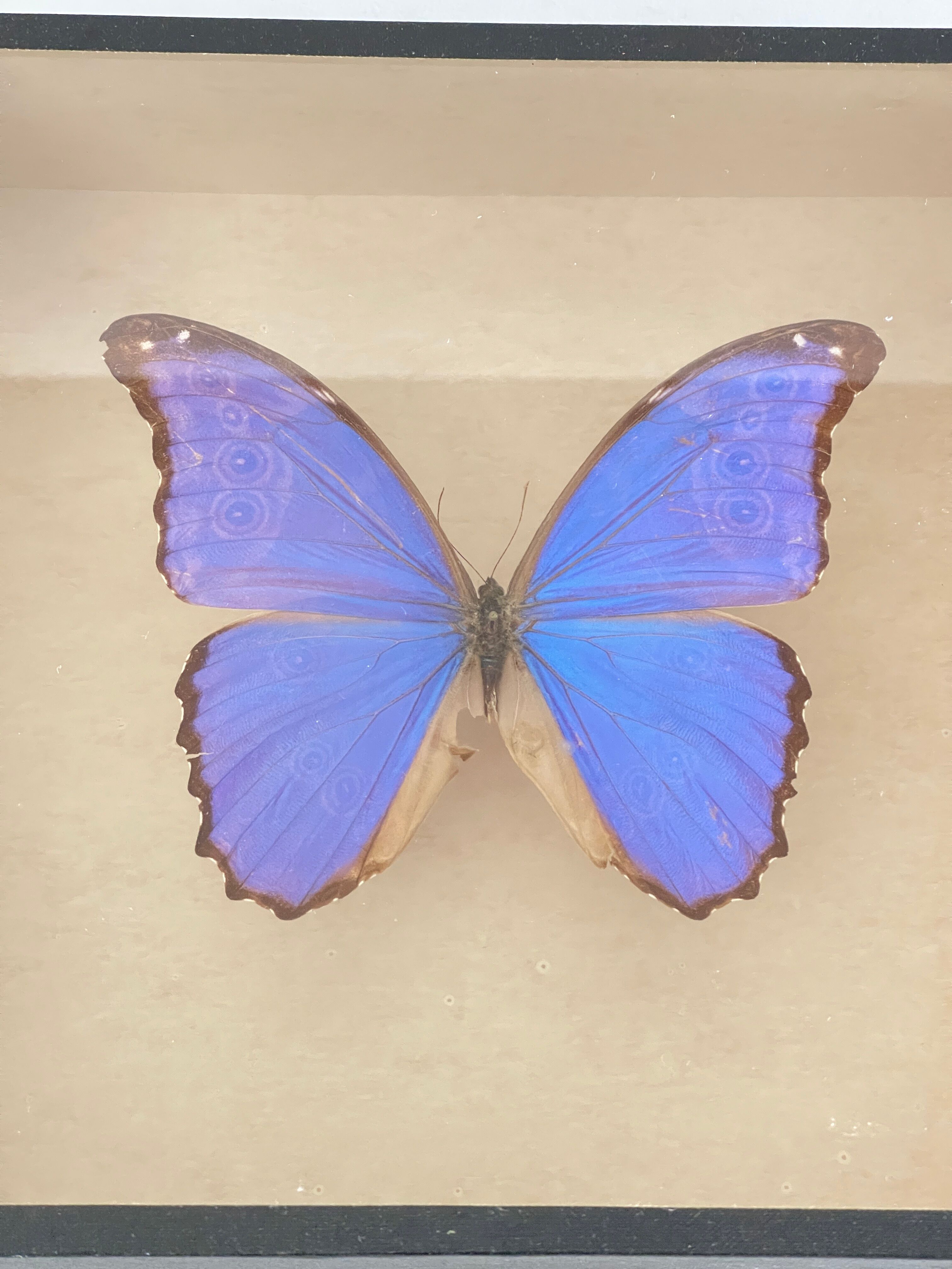 Papillon naturalisé boîte d’entomologie