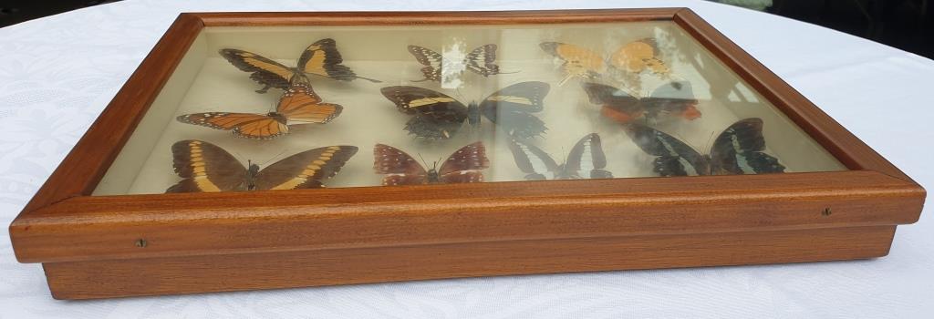 Showcase frame 10 world butterflies naturalized vintage 1970's