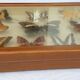 Showcase frame 10 world butterflies naturalized vintage 1970's