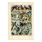 Old engraving from 1923 - Birds of the World by A. Millot - image plate