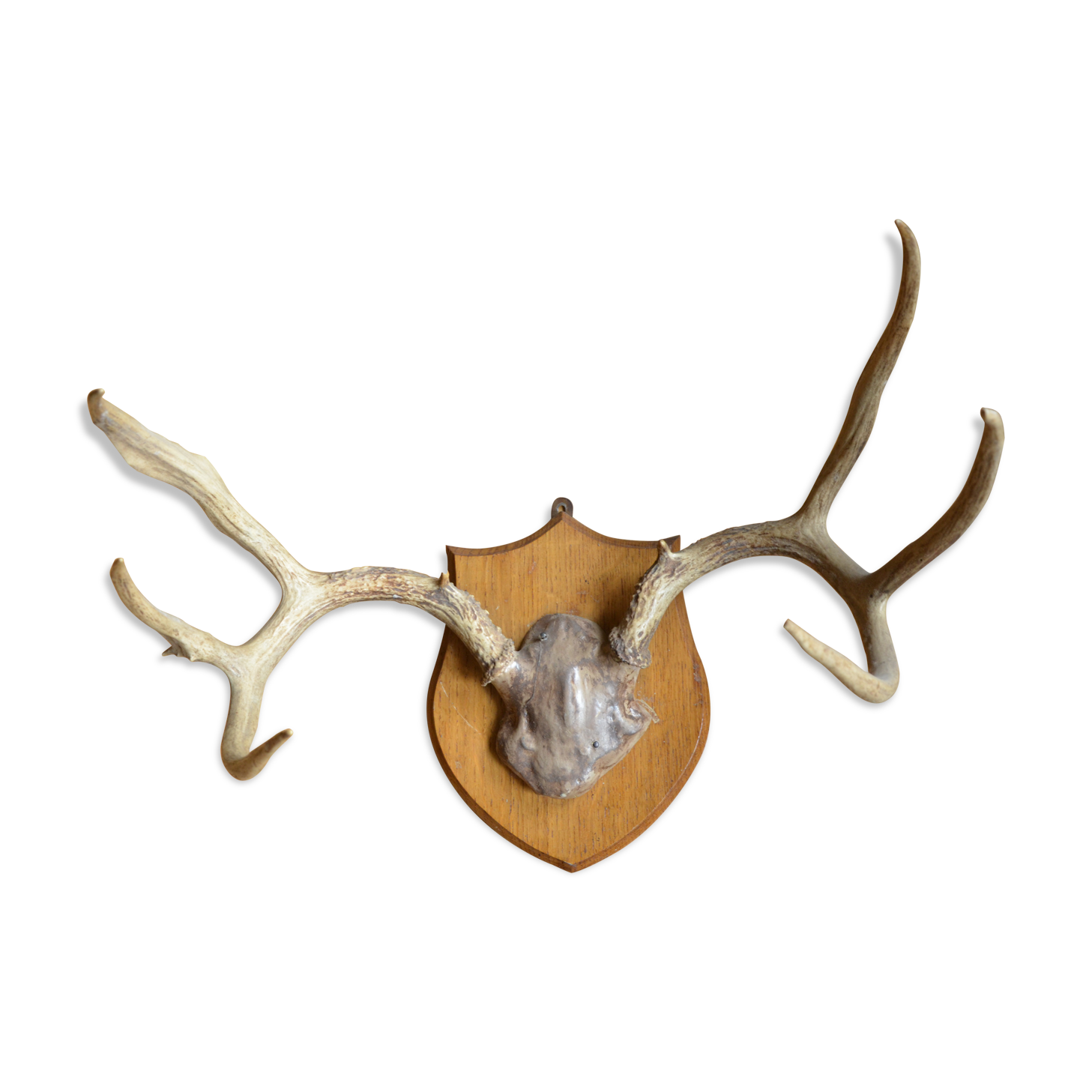 White-tailed deer massacre