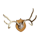 White-tailed deer massacre