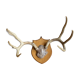 White-tailed deer massacre