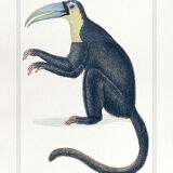 Chimera lithography animal engraving - the toupajou