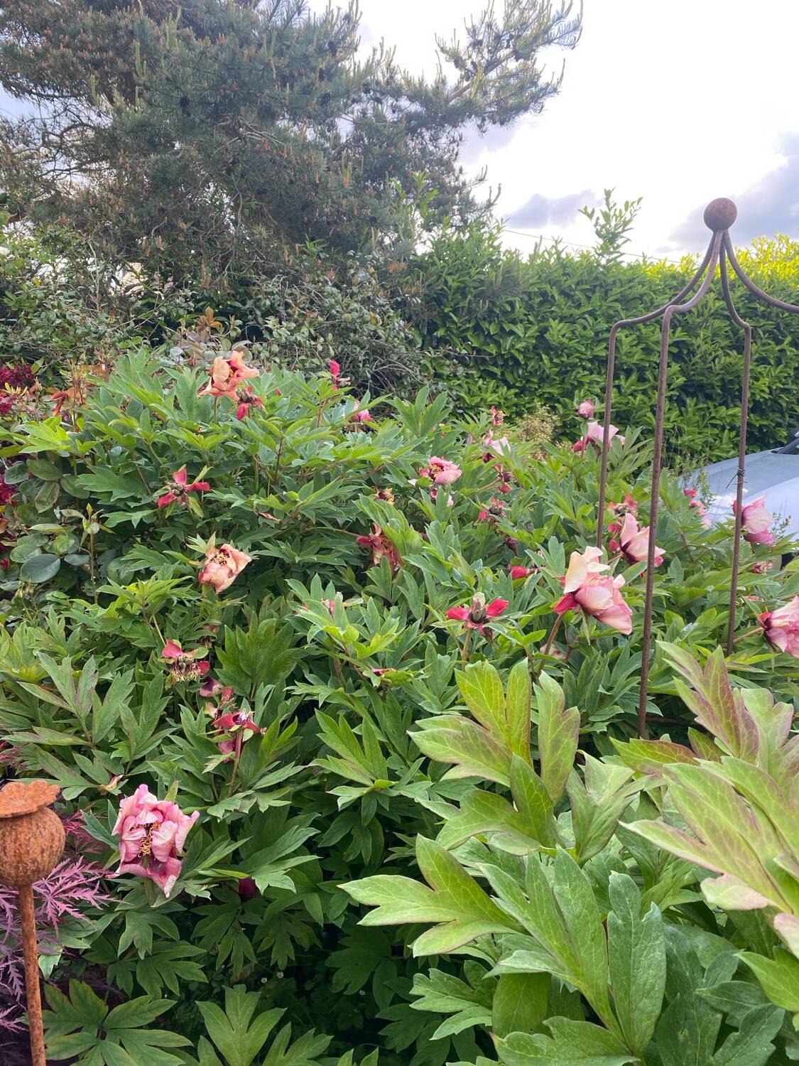 Pair of Regence style chairs