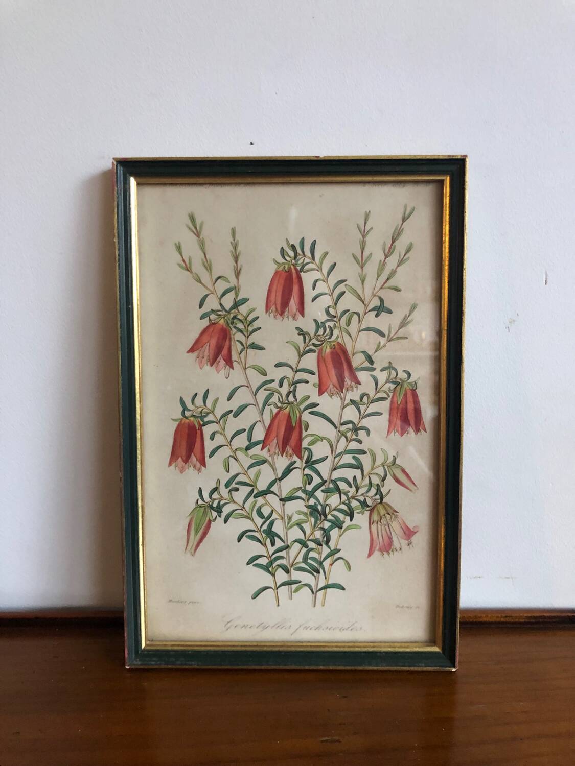 Vintage botanical illustration