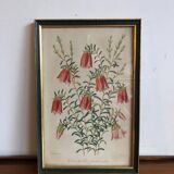 Vintage botanical illustration