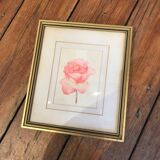 Aquarelle rose