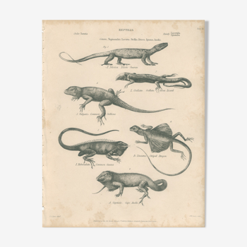 Antique engraving on reptiles : various lizards, pl3, 1828