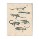 Antique engraving on reptiles : various lizards, pl3, 1828