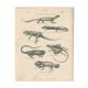 Gravure ancienne sur reptiles divers lézards pl3 1828
