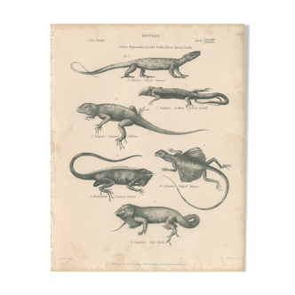 Antique engraving on reptiles : various lizards, pl3, 1828