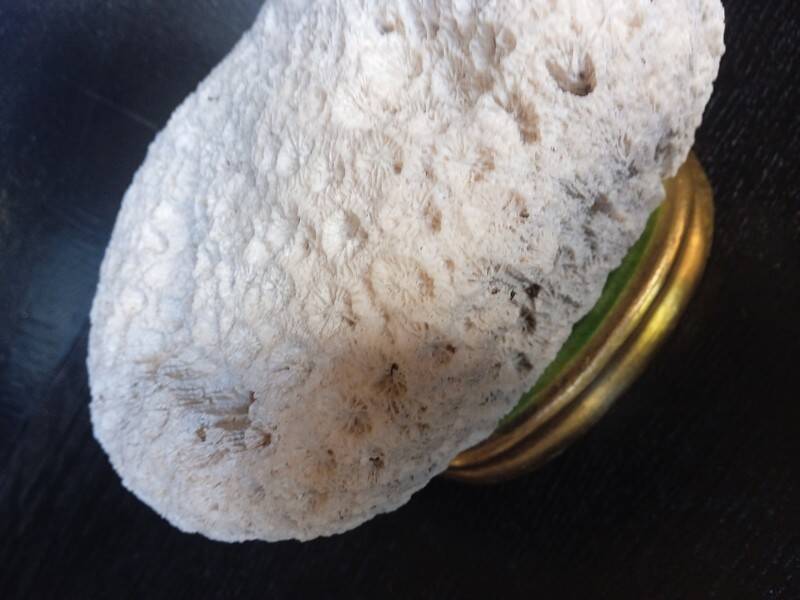 Cabinet de Curiosités Psammocora profundacel corail blanc sur socle