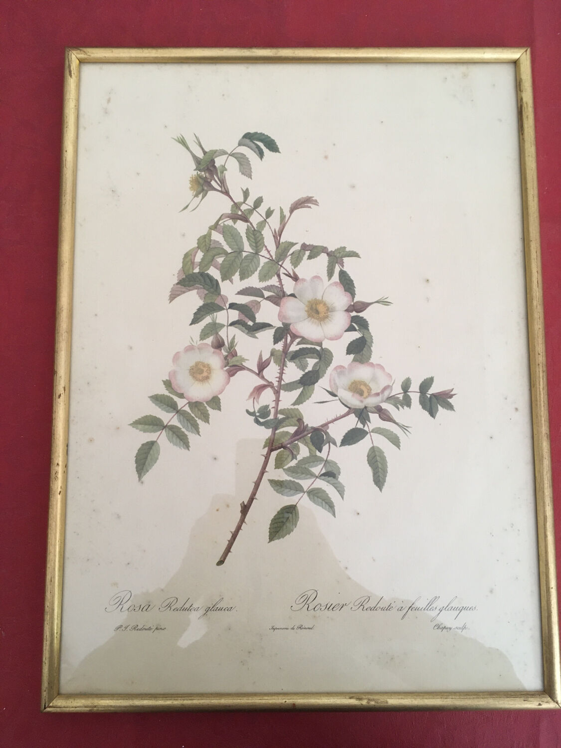 Naturalistic drawing Old Rose .