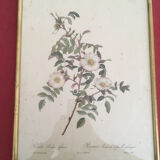Dessin naturaliste Rose Ancienne .