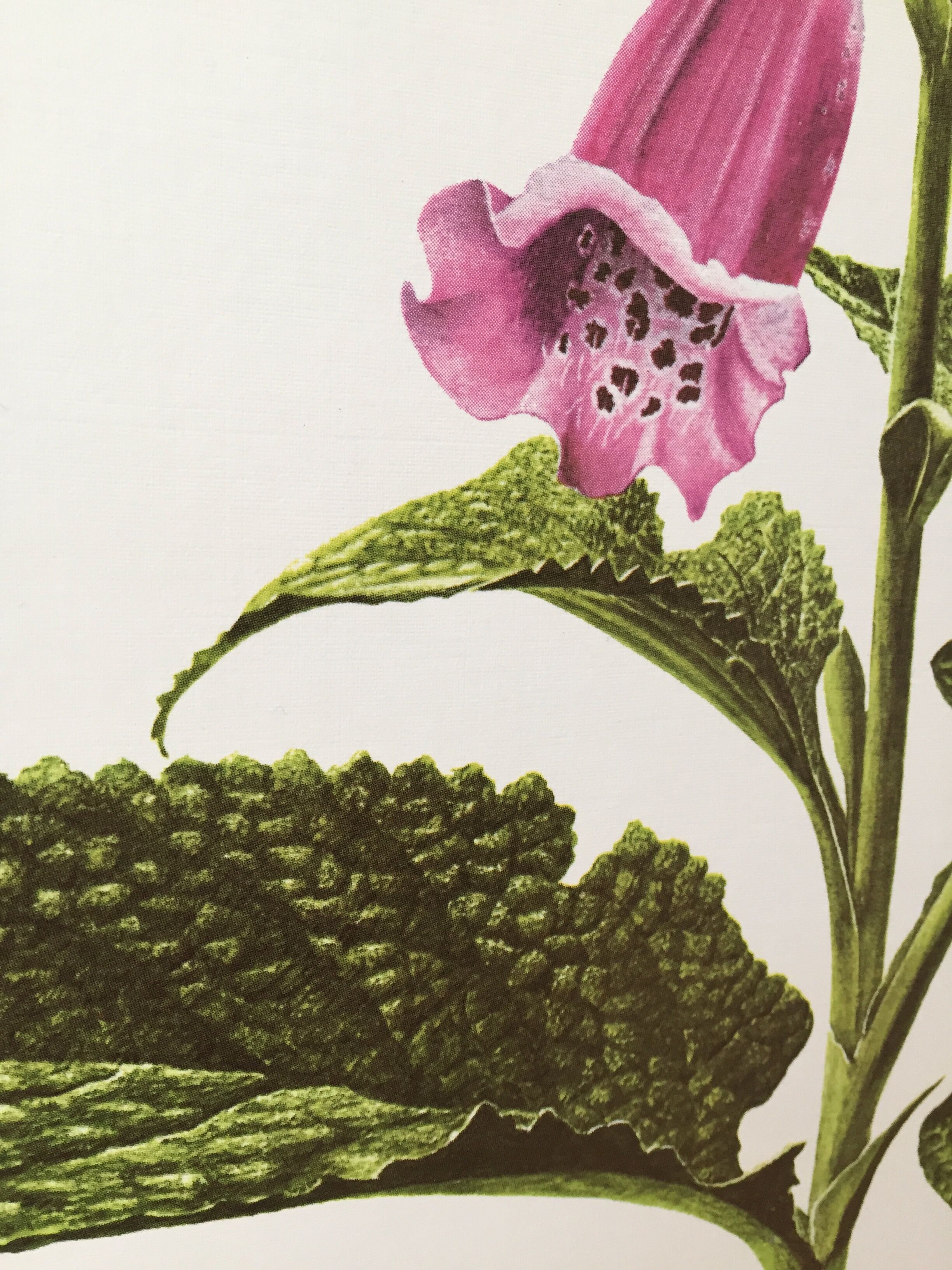 Lithographed poster pharmacy flower