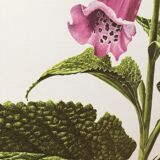 Lithographed poster pharmacy flower