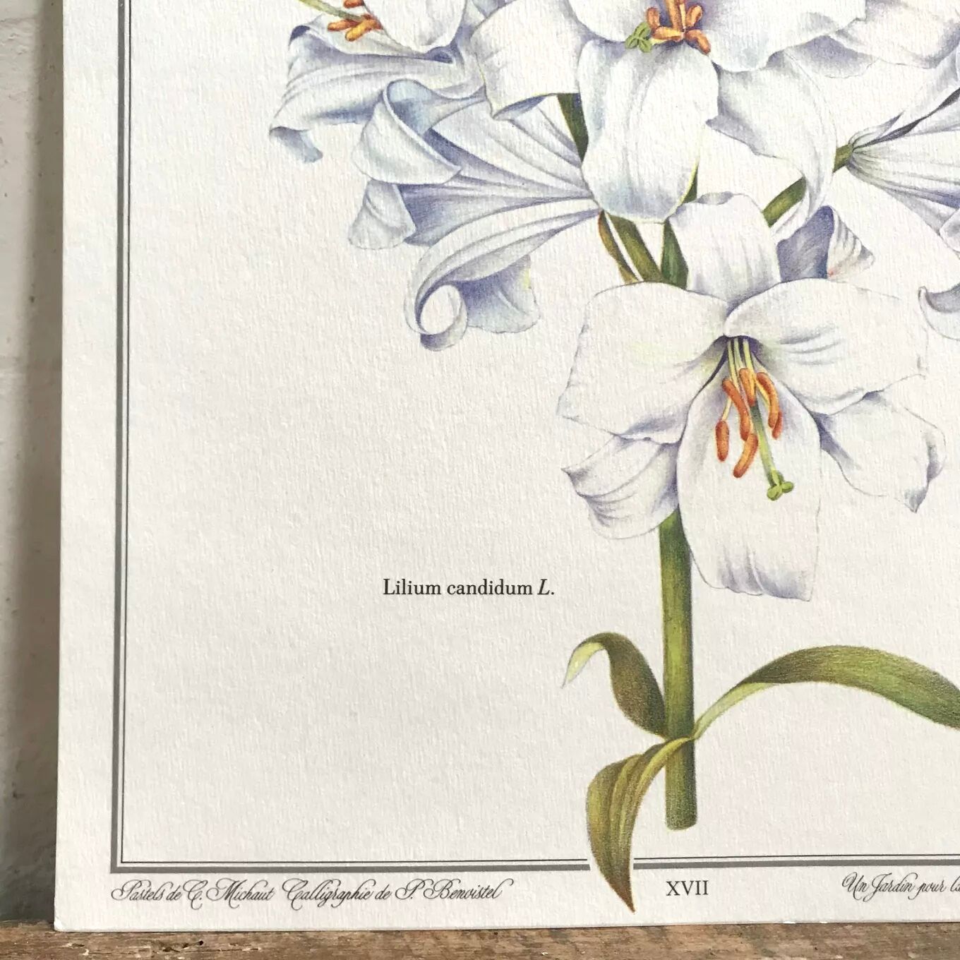 Botanical plate the white lily