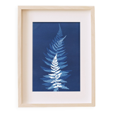 Original Cyanotype Print "LES FOUGERES" 21 x 30 cm with Frame