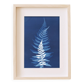 Tirage Cyanotype Original "LES FOUGERES" 21 x 30 cm avec Cadre