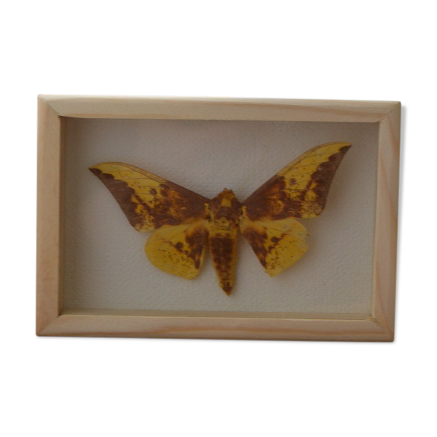 Butterfly naturalized imperialis