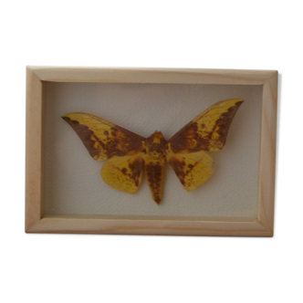 Butterfly naturalized imperialis