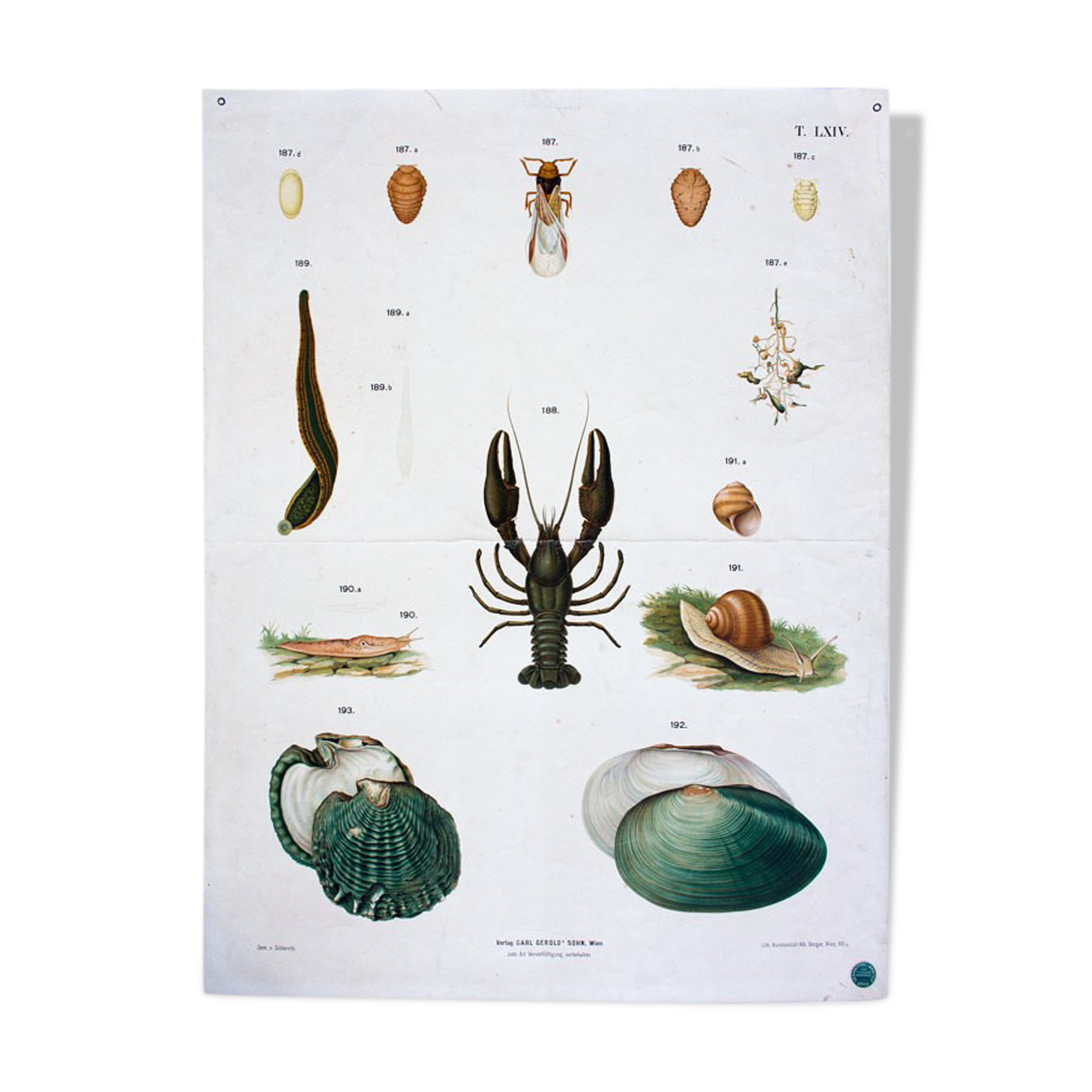 Poster "mussels, flowers, critters" by Schlereth 1879