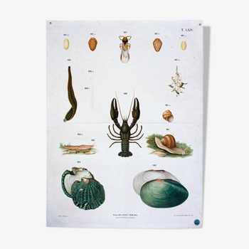 Poster "mussels, flowers, critters" by Schlereth 1879